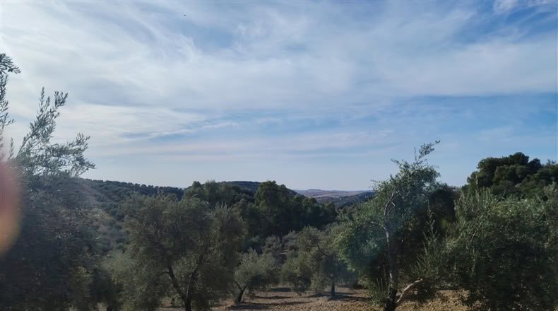 Cádiz - Puerto Serrano - 240000m2