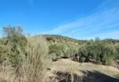 Masia amb terreny en venda a la Carretera de Puerto Serrano, Puerto Serrano, ref.: TR394225 foto