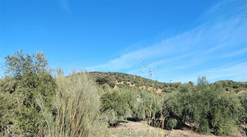 Cádiz - Puerto Serrano - 240000m2