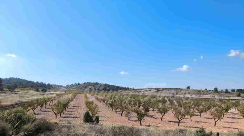 Murcia - Jumilla - 22000m2