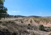 Terreno no urbanizable en venta en Jumilla ref: TR394073 foto