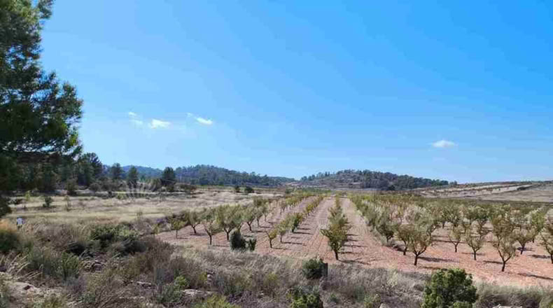 Murcia - Jumilla - 22000m2