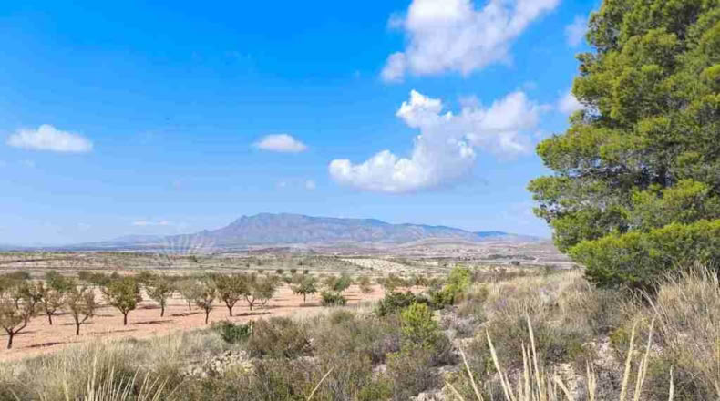 Murcia - Jumilla - 22000m2
