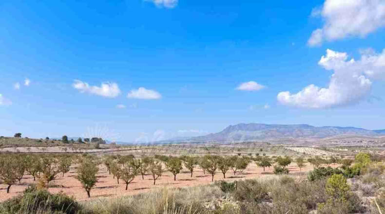 Murcia - Jumilla - 22000m2