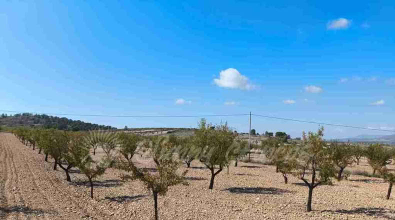Murcia - Jumilla - 22000m2
