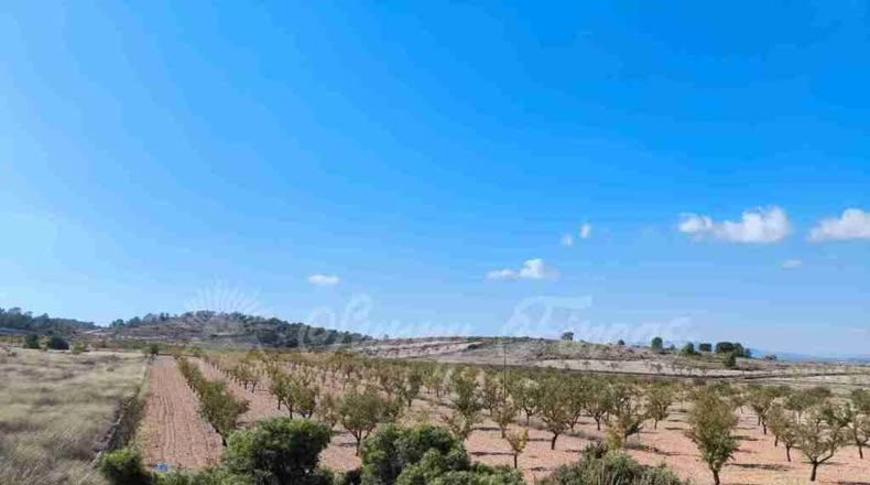 Murcia - Jumilla - 22000m2