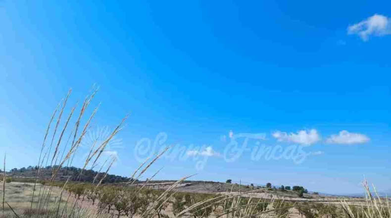 Murcia - Jumilla - 22000m2