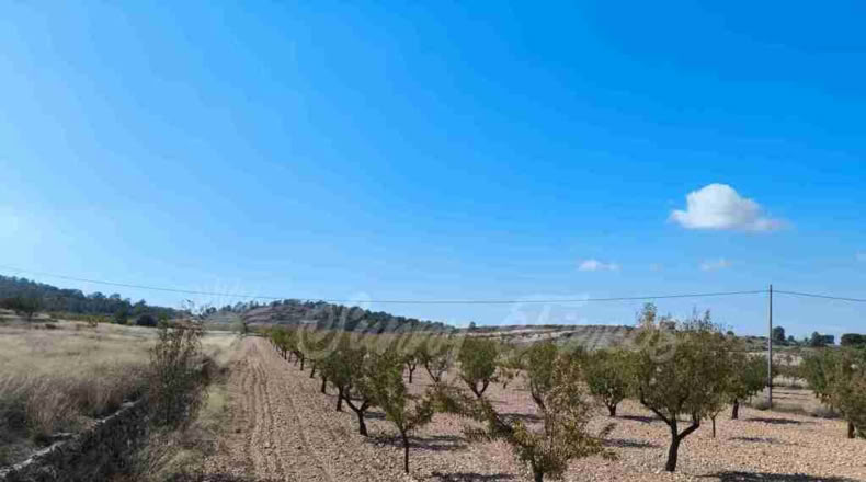 Murcia - Jumilla - 22000m2