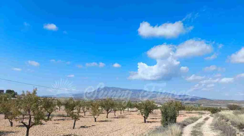 Murcia - Jumilla - 22000m2