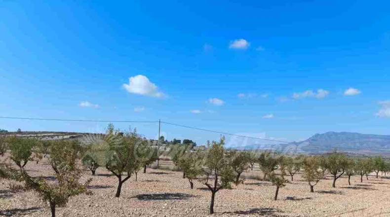 Murcia - Jumilla - 22000m2