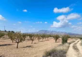 Terreno no urbanizable en venta en Jumilla ref: TR394073 foto