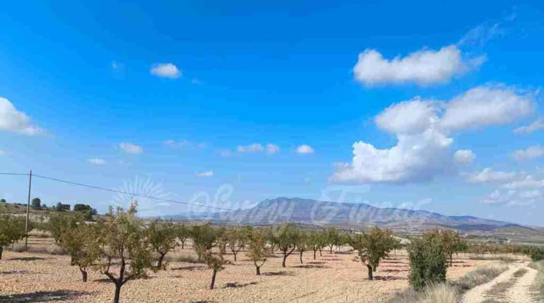 Murcia - Jumilla - 22000m2