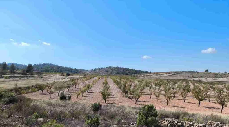 Murcia - Jumilla - 22000m2