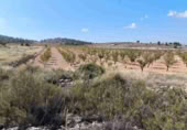 Terreno no urbanizable en venta en Jumilla ref: TR394073 foto