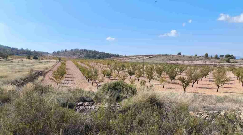 Murcia - Jumilla - 22000m2