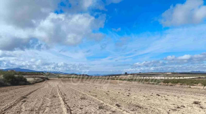 Murcia - Jumilla - 13000m2