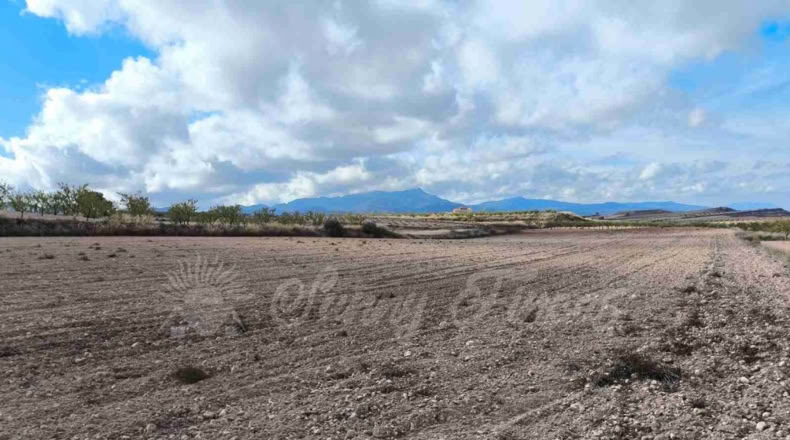 Murcia - Jumilla - 13000m2