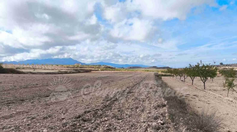 Murcia - Jumilla - 13000m2
