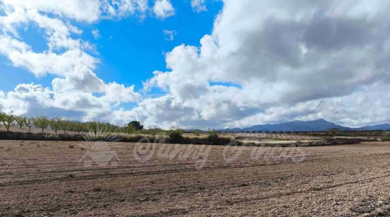 Murcia - Jumilla - 13000m2