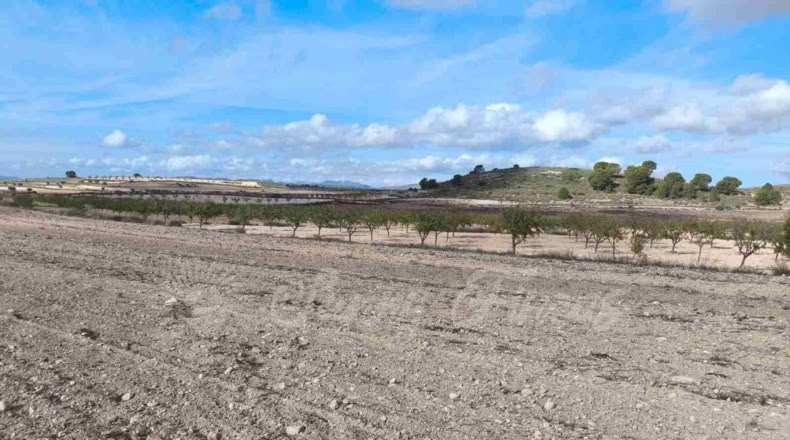 Murcia - Jumilla - 13000m2