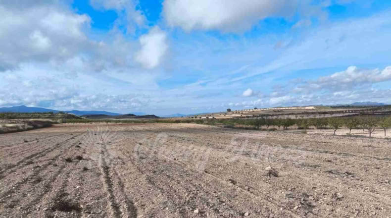 Murcia - Jumilla - 13000m2
