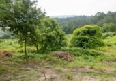 Masía con terreno en venta en la Pedreira, O Carboal, ref: TR394196 foto