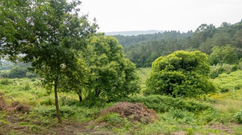 Pontevedra - Ribas de Miño - 121m2