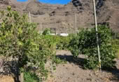 Masia amb terreny en venda a la ROSA, La Aldea de San Nicolás, ref.: TR394151 foto