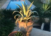 Masia amb terreny en venda a Ricote ref.: TR394115 foto