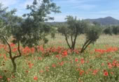 Masia amb terreny en venda a Ricote ref.: TR394115 foto