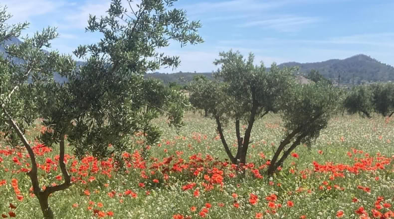 Murcia - Ricote - 524m2