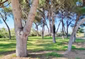 Chalet independiente con terreno en venta en Mutxamel ref: TR394103 foto