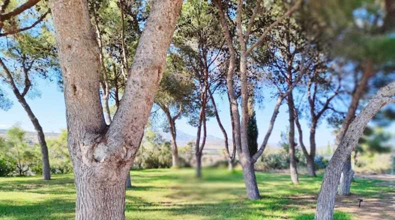 Alicante - Muchamiel - 444m2