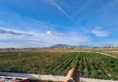 Masía con terreno en venta en Crevillente ref: TR394088 foto