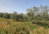 Non-developable land for sale on España, Huelva, ref: TR394722 photo