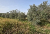 Non-developable land for sale on España, Huelva, ref: TR394722 photo