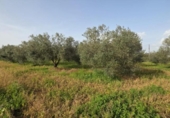 Non-developable land for sale on España, Huelva, ref: TR394722 photo