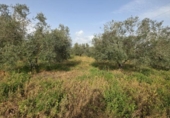 Non-developable land for sale on España, Huelva, ref: TR394722 photo