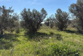 Elche 3000&nbsp;m²