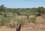 Xalet independent amb terreny en venda a la España, l'Ametlla de Mar, ref.: TR400685 foto