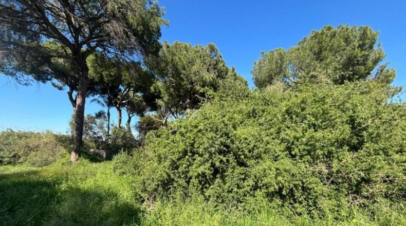 Seville - Alcalá de Guadaíra - 966m2