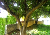 Parcela urbanizable en venta en Órgiva ref: TR394627 foto