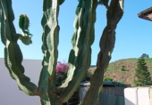 Casa de poble en venda a San Isidro de Níjar ref.: TR394503 foto