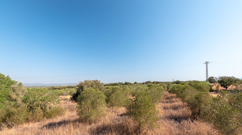 Islas Baleares - Campos - 28500m2