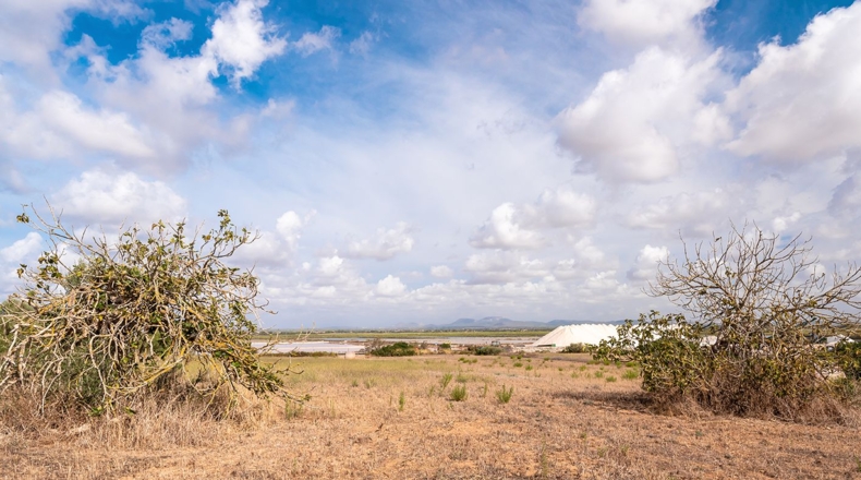 Balearic Islands - Campos - 14532m2