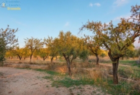 Gójar 15000&nbsp;m²
