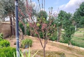 Carmona 2938&nbsp;m² 
