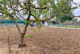 Carmona 2938&nbsp;m² 