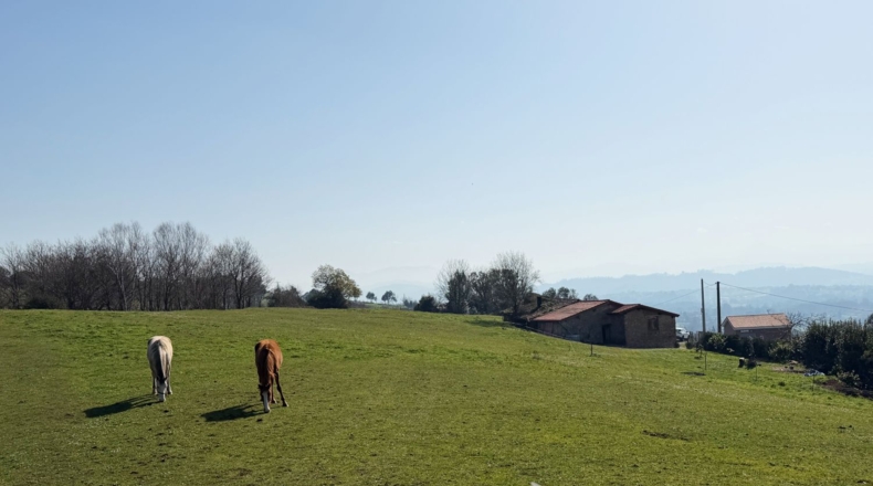 Asturias - San Pedro La Figarona - 9608m2