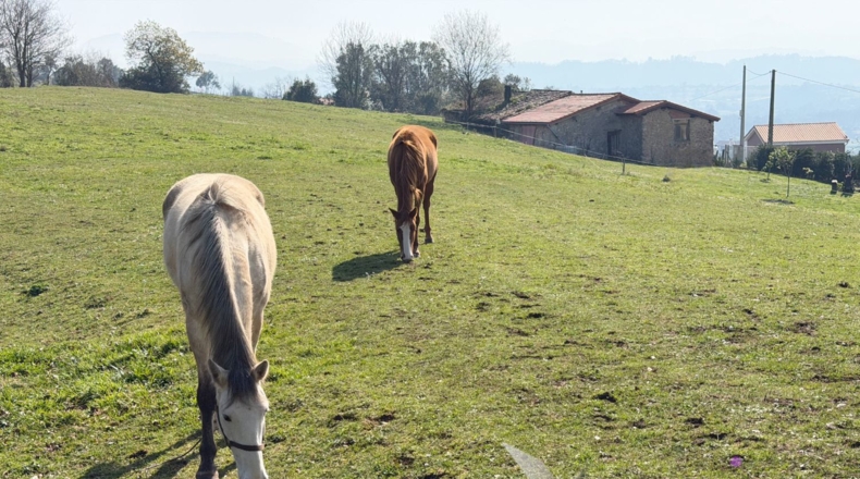 Asturias - San Pedro La Figarona - 9608m2